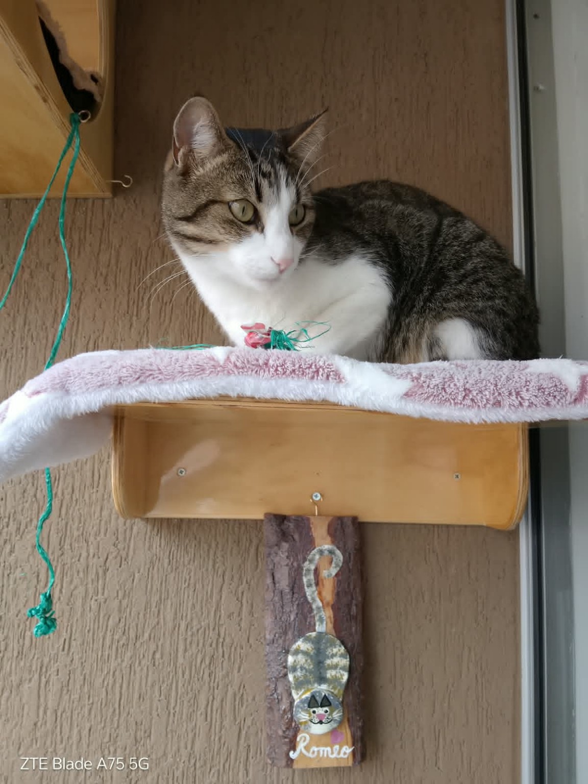 Romeo en su espacio con la tablita instalada